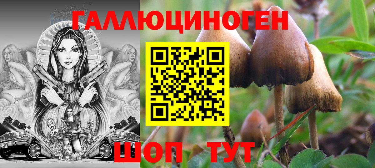 купить закладку  Вход с VPN  Курганинск  Псилоцибиновые грибы Psilocybine cubensis 